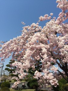愛学　桜